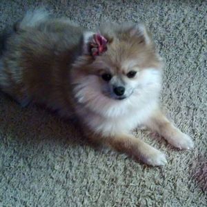 Meet your Posher, Joyce